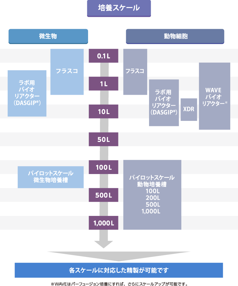 培養スケール図