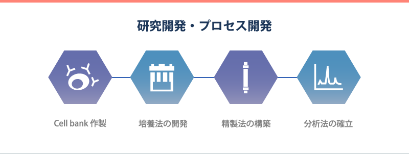 研究開発・プロセス開発　　Cell bank 作製/培養法の開発/精製法の構築/分析法の確立