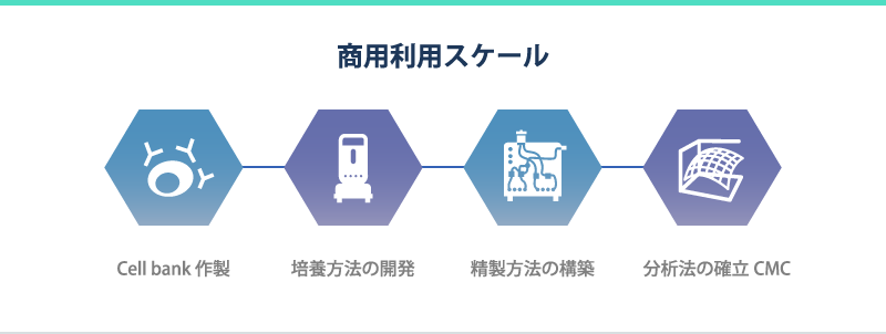 商用利用スケール　Cell bank 作製/培養方法の開発/精製方法の構築/分析法の確立CMC